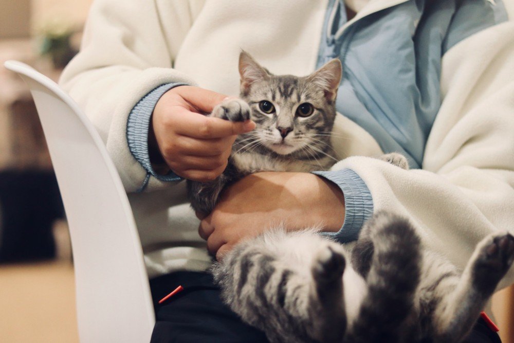 Chat tenu dans les bras de sa gardienne