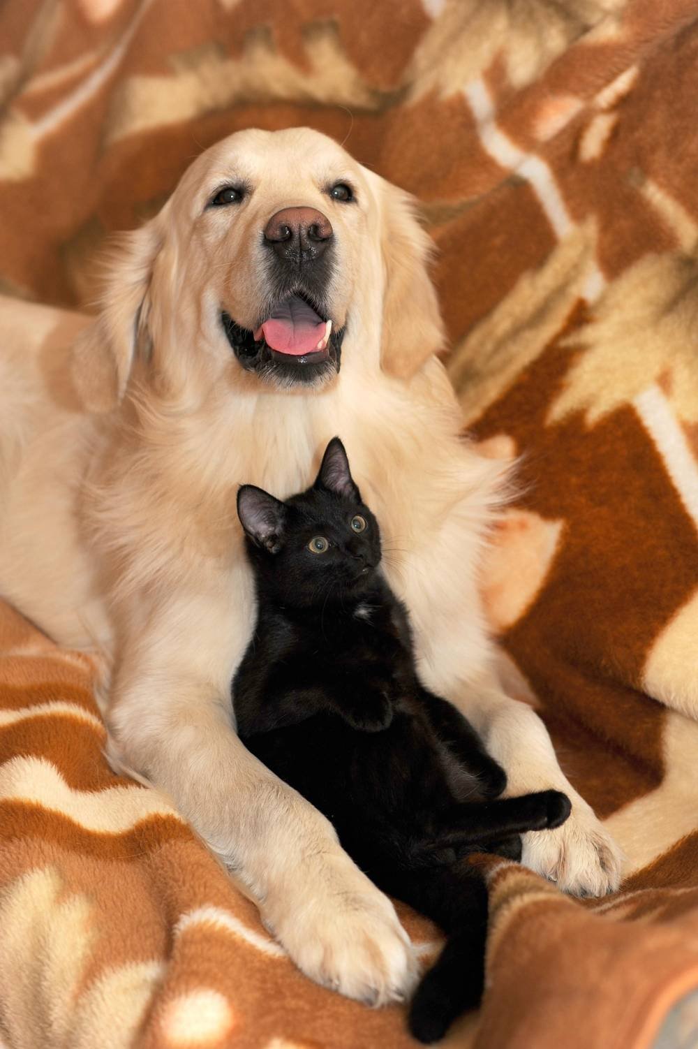 Un chien et un chat blottis l'un contre l'autre