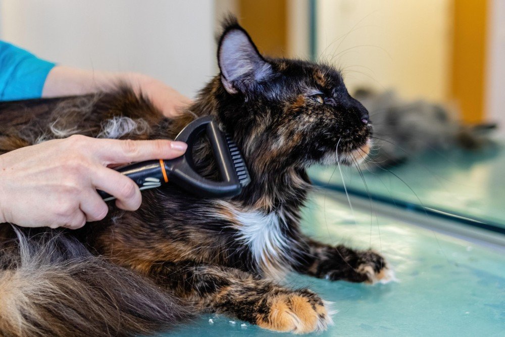 Chat brossé par une professionnelle du toilettage